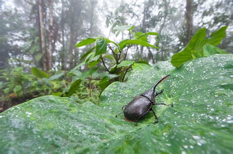 Hercules Beetle | Sean Crane Photography