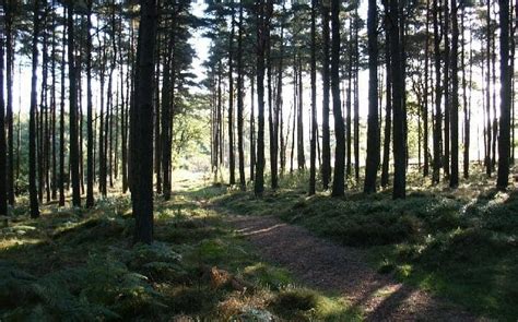 Kirkhill Forest - Great Runs