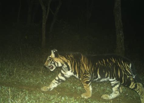 Pic of pseudo-melanistic tiger cub captured on trap camera stuns wildlife enthusiasts – Paribes ...