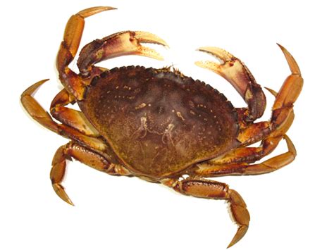 Crab PNG Image | PNG All