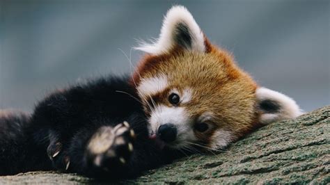 Red Panda Cute Wallpapers - Top Free Red Panda Cute Backgrounds ...