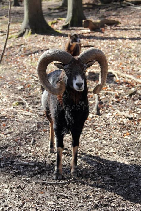 European Mouflon stock image. Image of sheep, hunting - 55696179