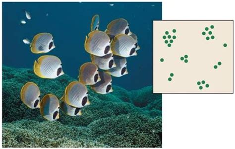 Population Ecology Flashcards | Quizlet