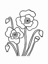 Poppies Coloring Pages Best For Kids P  Vrogueco sketch template