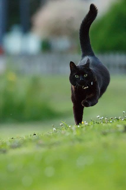 I Believe I can Fly | Flickr - Photo Sharing! | Cats, Pretty cats, Animals