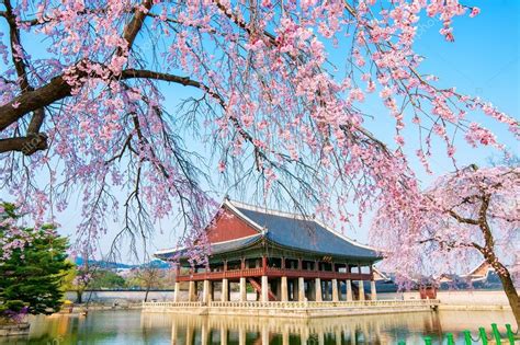 Gyeongbokgung Palace with cherry blossom in spring,Korea. Stock Photo by ©praewa_koreashopping ...