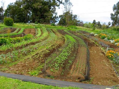 swales on contour | Permaculture gardening, Permaculture design, Permaculture