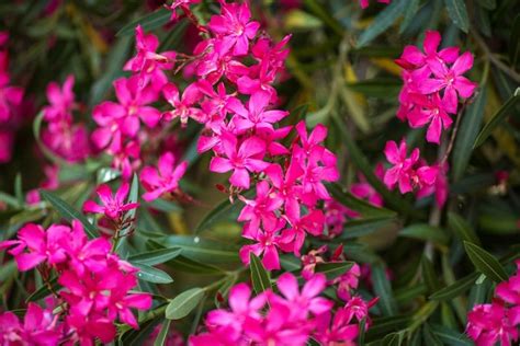 Oleander Flower Meaning and Symbolism of the Nerium Plant | Florgeous