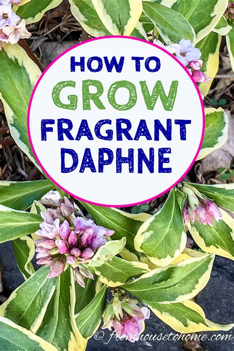 How To Grow A Daphne Bush To Fill Your Garden With Fragrance