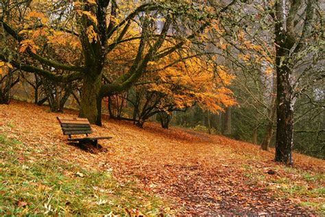 Visit Hoyt Arboretum In Portland, Oregon To See Fall Foliage