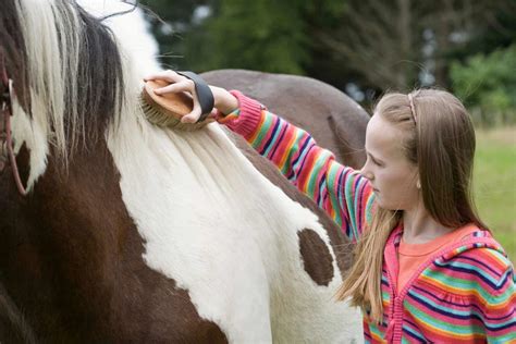 7 Horse Grooming Secrets You Should Know