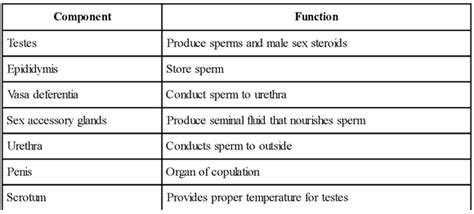 Reproductive System Of Mammals |Male Reproductive System |Entrancei