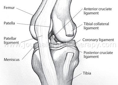 Knee Coronary Ligament Injury and How it Can be Cured Successfully with ...