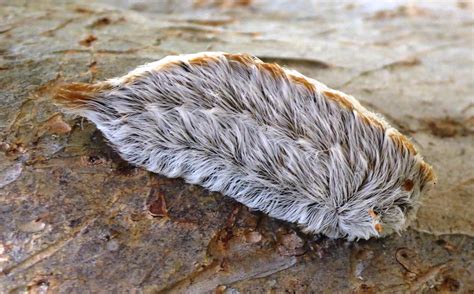 Venomous caterpillar makes annual appearance around San Antonio