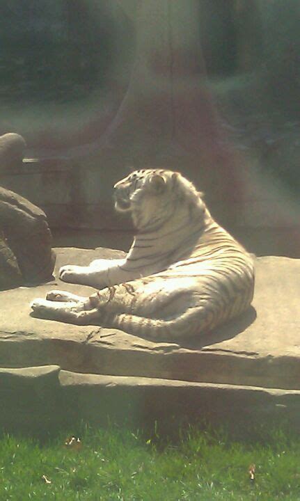 Potawatomi Zoo | Zoo, Animals, Lions