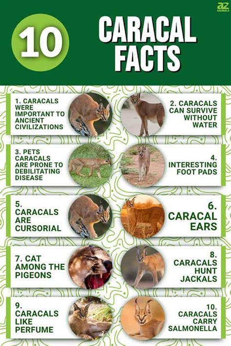 10 Incredible Caracal Facts - A-Z Animals