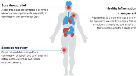 Papain | Health Benefits and Uses of Papain