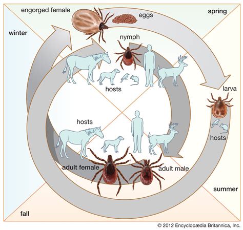 Parasitism | Definition & Examples | Britannica