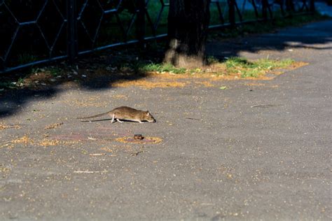 Dead Rat Removal: Things To Know And How To Get Rid Of Rats