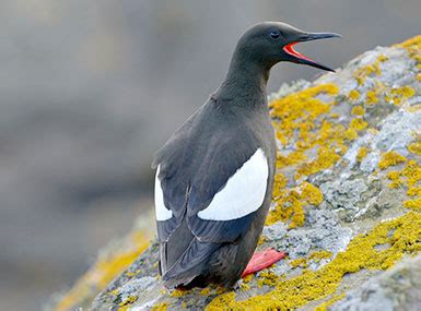 Birds of Acadia National Park (with sounds) - Avian Report