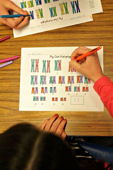 Karyotype Worksheet Answers