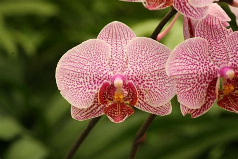 Types of Orchids « Everything Orchids