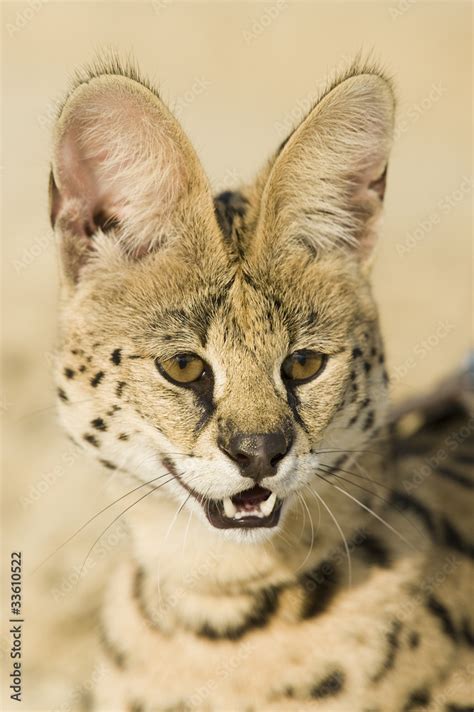 Serval Stock Photo | Adobe Stock