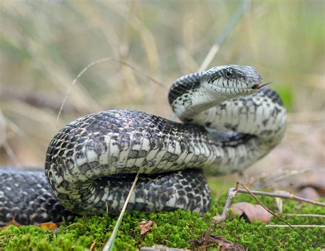 Black Snake With White Dots | Shapeyourminds.com