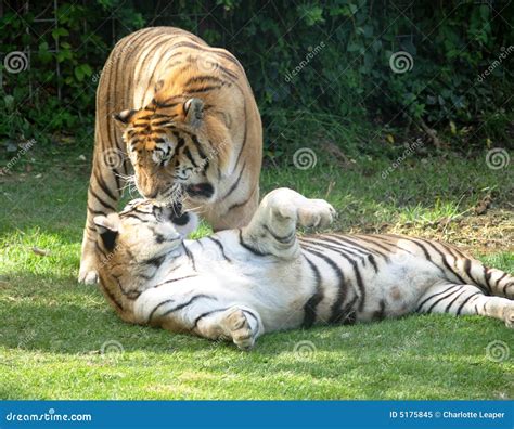 Two Tigers Playing Royalty Free Stock Photo - Image: 5175845