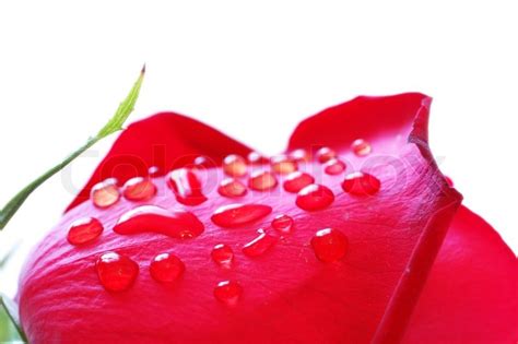 Close up of rose petals with dew drops | Stock image | Colourbox