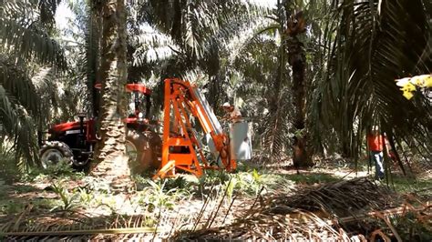 Palm Oil harvesting with D'Amico aerial platforms (Bielevatore S1) - YouTube