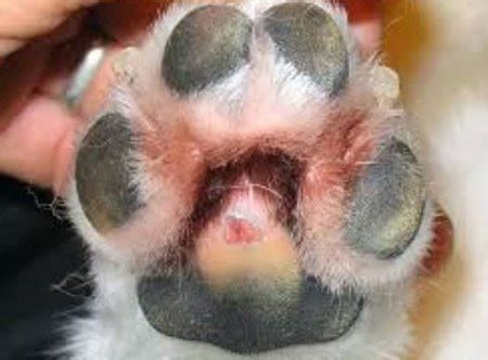 Yeast Infection in Dog Paws: Causes, Symptoms & Treatment