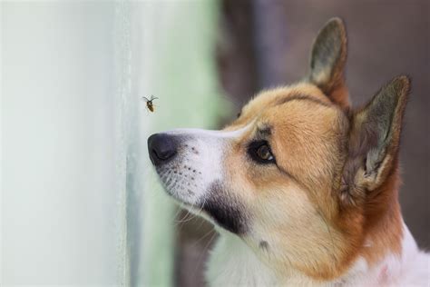 Dog showing off wasp sting to get sympathy in cute viral video - Story Telling Co