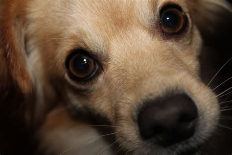 Free Images : puppy, fur, brown, pets, race, face, nose, whiskers, golden retriever, snout ...