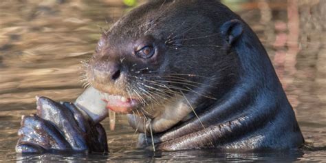 Aquarium Sued After Giant Otter Allegedly Attacks A Child — Again!