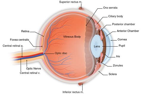 Basic Eye Anatomy | South Bay Ophthalmology