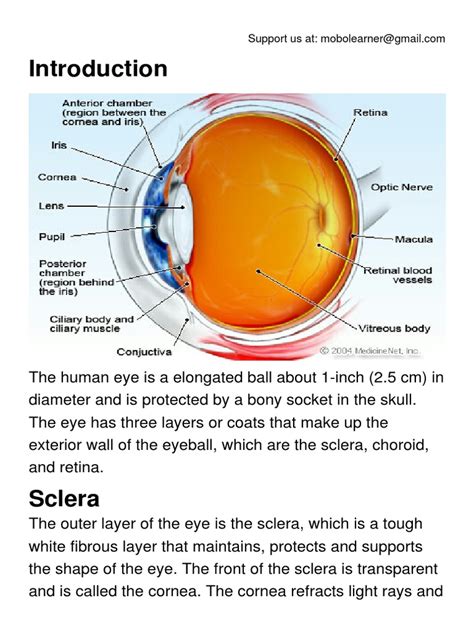 Anatomy of The Eye PDF | PDF | Human Eye | Visual System