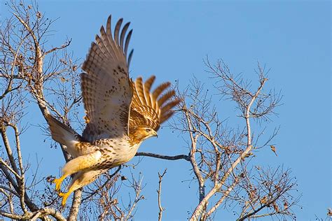 Flight Feathers - The Flight Feathers of Birds