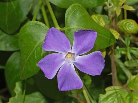 Apocynaceae - Alchetron, The Free Social Encyclopedia