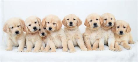 Watercolor Golden Retriever Puppies Clipart-Labrador Png | lupon.gov.ph