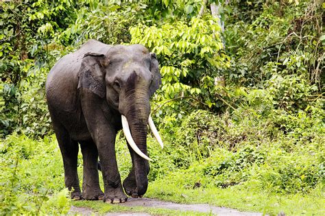 Asian Elephant, Elephas Maximus, Male Photograph by David Courtenay