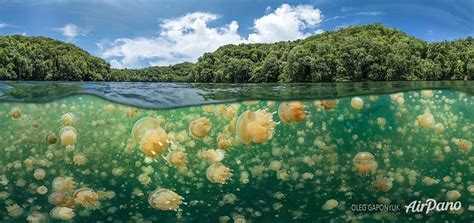 360° panoramas of Jelly Fish Lake (AP) | Special Information ...