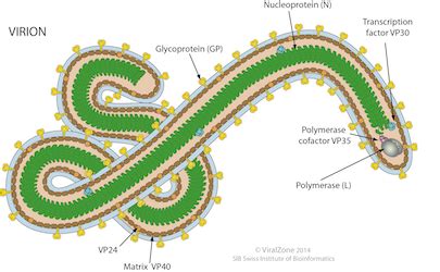 UCSC Ebola Portal