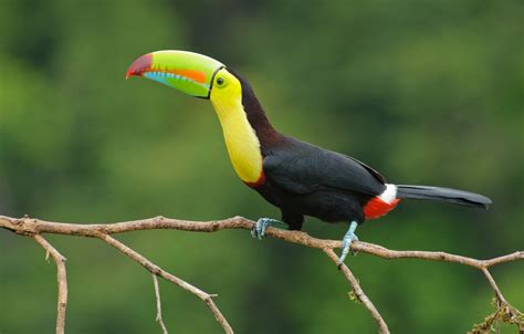 Wallpaper color, eyes, colors, branch, beak, Toucan, eye, branch ...