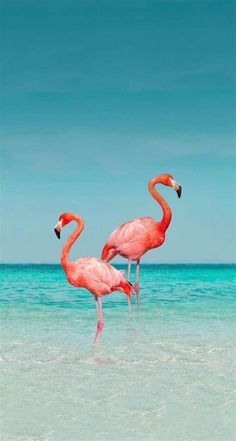 iPhone and Android Wallpapers: Flamingo Wallpaper for iPhone and Android | Flamingo wallpaper ...