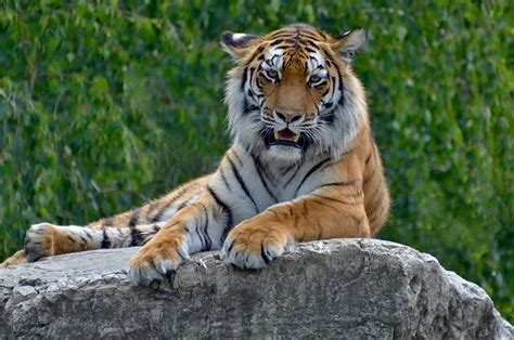 Tiger Hunting Photos, Download The BEST Free Tiger Hunting Stock Photos ...