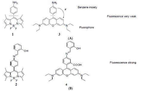 (A) structure of amine derivatives of BDP and rosamine. Electron ...