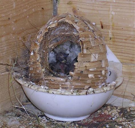 Bird In Everything: Finch Birds Nesting