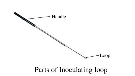 Inoculating Loop: Types and Uses • Microbe Online