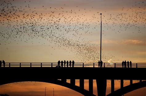 How to See Austin Bats at the Congress Avenue Bridge